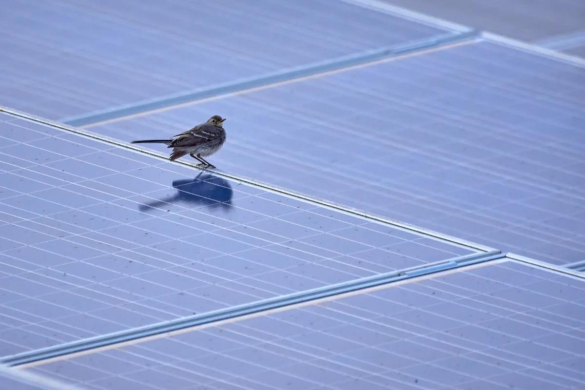 Ivanpah Solar Power Facility: en symbol för solenergiens potential och utmaningar