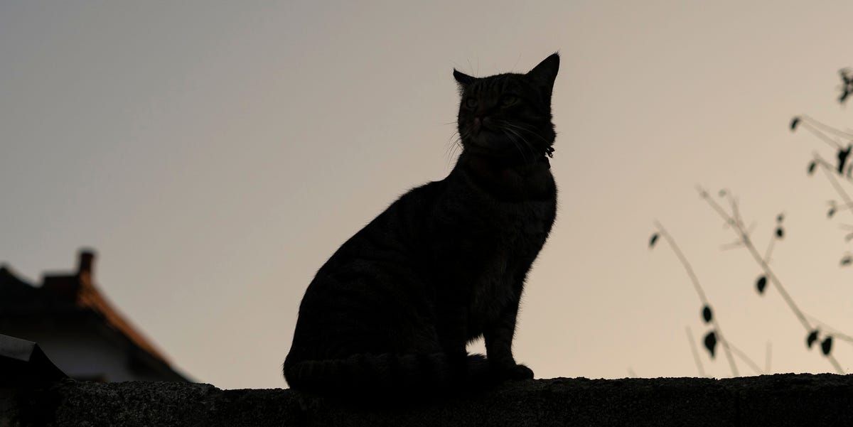 Upptäckten av en ny kattpälsfärg får forskare att tappa hakan